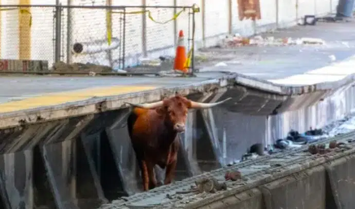 Bull on tracks delays NJ Transit service between NYC and Newark