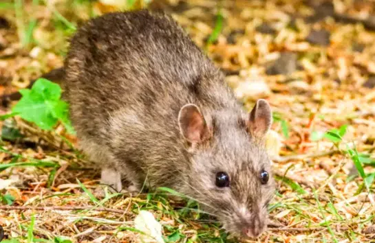 New York City winning the war on rats, Sanitation Department says